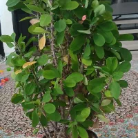 فروش گل|گل و گیاه طبیعی|مریوان, |دیوار