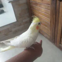 جوجه عروس هلندی