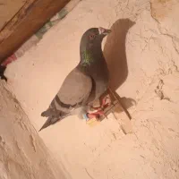 سبز|پرنده|شیروان (خراسان), |دیوار