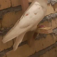 کبوتر نر مست هوایی