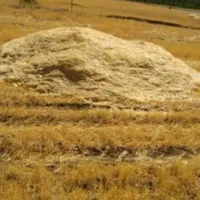 کاه گندم