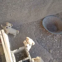 واگذاری سه عد توله پامر شیواوا نر نصف قیمت|سگ|قم, دانش|دیوار