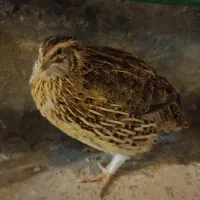 بلدرچین چاق و سالم وسرحال