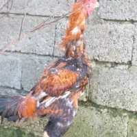 خروس لاری|حیوانات مزرعه|رشت, پارک شهر|دیوار