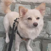 سگ گمشده