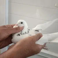 کبوتر آسمون