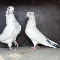 کفتر ساعت سنگین