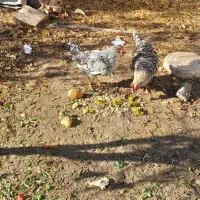 خروس شیش ماهه چهار دوره واکسن زدن