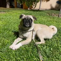 واگذاری سگ پاگ ماده