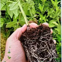 نهال گوجه کبابی