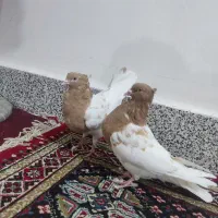 جفت کله زرد