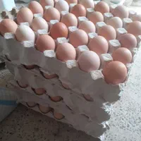 تخم مرغ محلی انزلی با زرده درشت و پرورش طبیعی|خوردنی و آشامیدنی|بندر انزلی, عباس آباد|دیوار