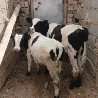 تلیسه جوانه گوساله ماده  گوساله نر گاو