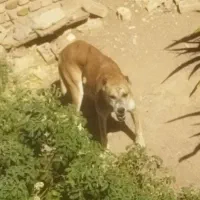 سگ ماده گم شده هرکی دید خبر بده مجدگانی میدم