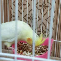 پرنده عروس هلندی