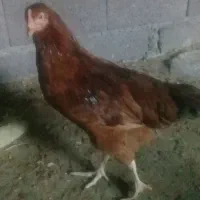 فروش خروس پنج ماهه