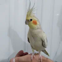 عروس هلندی ماده|پرنده|نسیمشهر, |دیوار