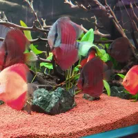 داروهای تخصصی تداخل باکتری|ماهی|مشهد, بهشت|دیوار