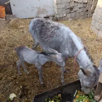 خر یا الاغ جوان به همراه کره ماده چند روزه|حیوانات مزرعه|نجف‌آباد, گلدشت|دیوار
