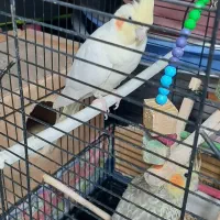 عروس هلندی|پرنده|آستانه اشرفیه, |دیوار