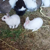 خرگوش حیوان|موش و خرگوش|دیواندره, |دیوار