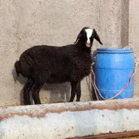 بره شال ماده|حیوانات مزرعه|قزوین, |دیوار