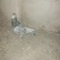 11 عدد کفتر رنگی|پرنده|اسفراین, |دیوار