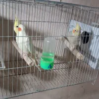 جمع کردن سالن