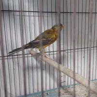 قناری|پرنده|شیراز, جانبازان|دیوار