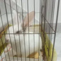 خرگوش زیبا و سرحال