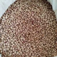 فروش لوبیا چیتی اعلا