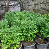 فروش شمشاد طلایی یوکا وشمشاد سبز برگ ریز|گل و گیاه طبیعی|نشتارود, |دیوار