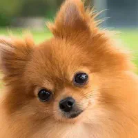 واگذاری فوری پامر روباهی شناسنامه دار