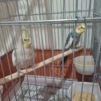 عروس هلندی جفت