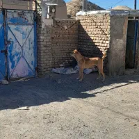 سگ فروشی|سگ|تربت جام, جلگه موسی آباد|دیوار