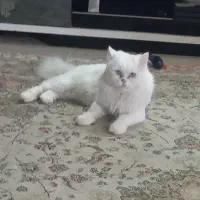 واگذاری گربه رایگان