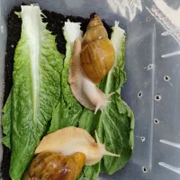 حلزون فروشی|خزنده|کرمان, |دیوار