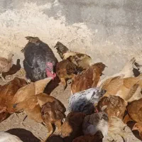 مرغ و خروس محلی|حیوانات مزرعه|بانه, |دیوار