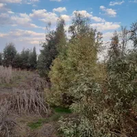 برش وریزکردن وهرس انواع درخت درآوردن ریشه درخت|خدمات باغبانی و درختکاری|گنبد کاووس, |دیوار