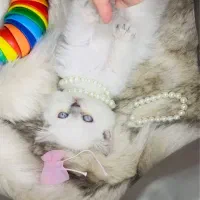 گربه خونگی و تربیت شده