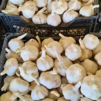 سیر|خوردنی و آشامیدنی|کوار, |دیوار