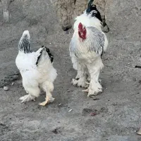 مرغ خروس برهما لایت