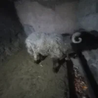 قوچ|حیوانات مزرعه|مسجد سلیمان, |دیوار