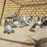 پلاکی نر