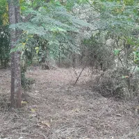 فروش زمین|فروش زمین و ملک کلنگی|دالخانی, |دیوار