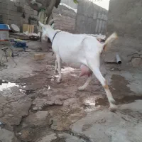 بز سانن شیری