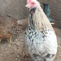 سه عدد خروس مینیاتوری