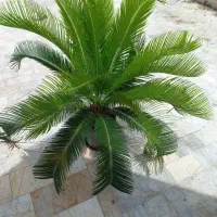 سیکاس پدیلانتوس و