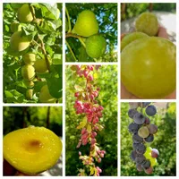 توردورهمی باغ چله گاه جاده سپیدان یاسوج3مرداد|تور و چارتر|شیراز, گلدشت معالی‌آباد|دیوار