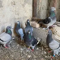 شش عدد کبوتر پلاکی